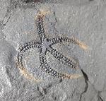 Ophiura sp. LAMARCK 1801 - Bild © FossNet FossilienStore